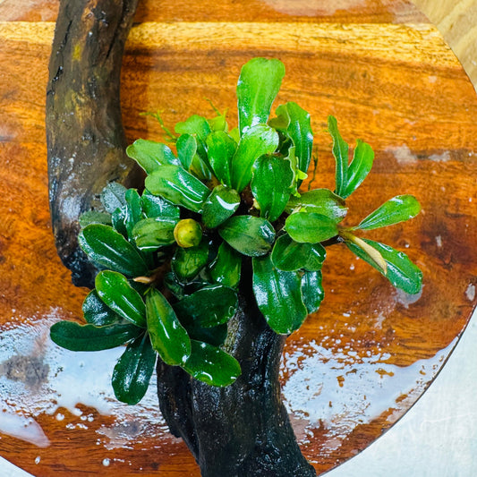 Scapeshop.com.au One Only Bucephalandra on Medium Driftwood - ONE ONLY - Elegant Bucephalandra on Medium Driftwood - ONE ONLY - Scapeshop Australia