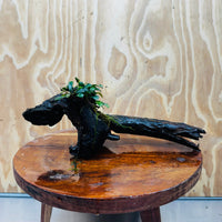 Scapeshop.com.au One Only Bucephalandra on Medium Driftwood - ONE ONLY - Elegant Bucephalandra on Medium Driftwood - ONE ONLY - Scapeshop Australia