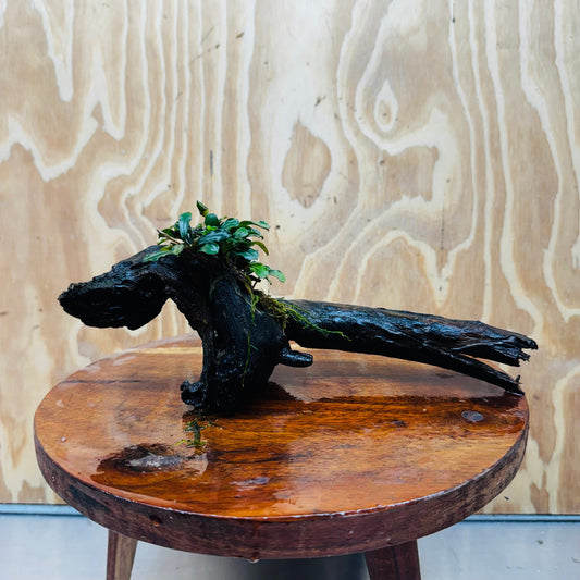 Scapeshop.com.au One Only Bucephalandra on Medium Driftwood - ONE ONLY - Elegant Bucephalandra on Medium Driftwood - ONE ONLY - Scapeshop Australia