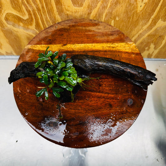 Scapeshop.com.au One Only Bucephalandra on Medium Driftwood - ONE ONLY - Elegant Bucephalandra on Medium Driftwood - ONE ONLY - Scapeshop Australia