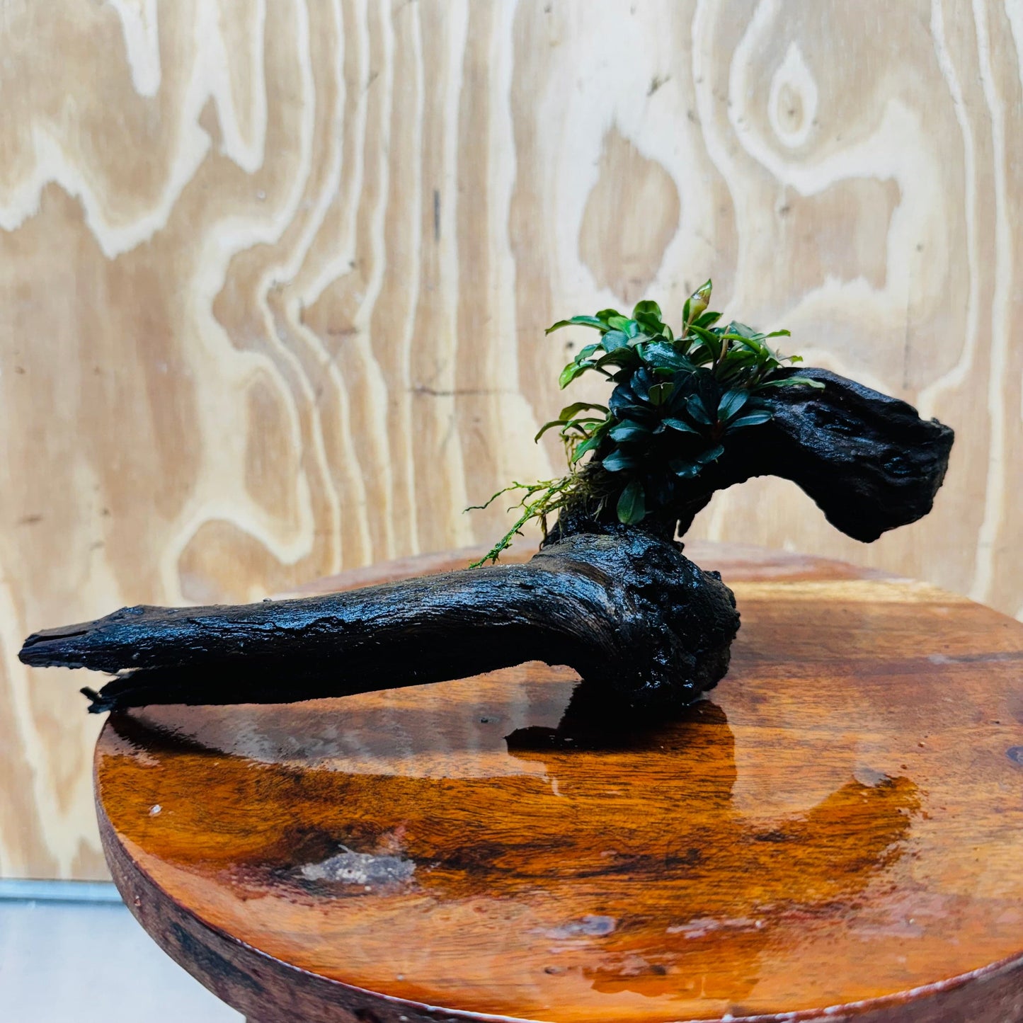 Scapeshop.com.au One Only Bucephalandra on Medium Driftwood - ONE ONLY - Elegant Bucephalandra on Medium Driftwood - ONE ONLY - Scapeshop Australia