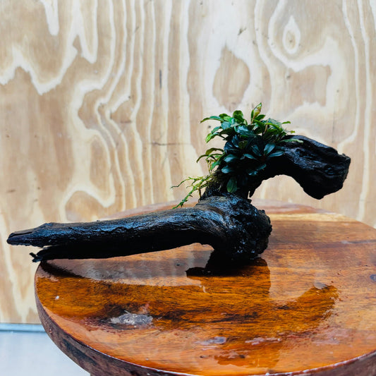 Scapeshop.com.au One Only Bucephalandra on Medium Driftwood - ONE ONLY - Elegant Bucephalandra on Medium Driftwood - ONE ONLY - Scapeshop Australia