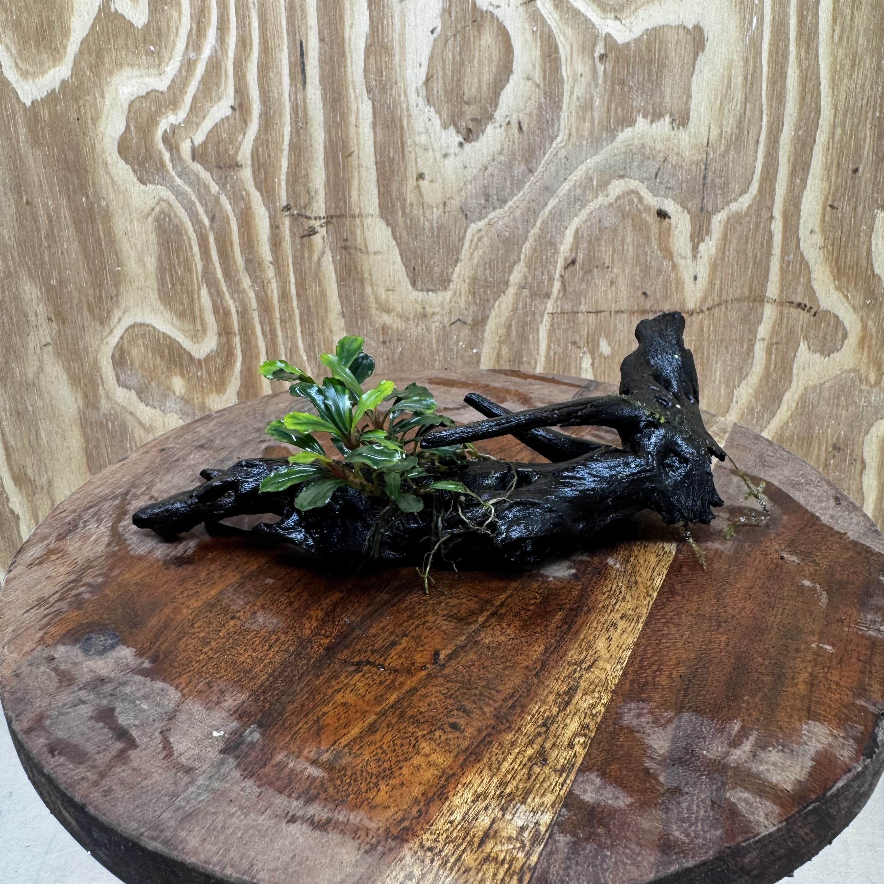Scapeshop.com.au One Only Bucephalandra on Medium Driftwood - ONE ONLY - Elegant Bucephalandra on Medium Driftwood - ONE ONLY - Scapeshop Australia