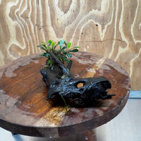 Scapeshop.com.au One Only Bucephalandra on Medium Driftwood - ONE ONLY - Elegant Bucephalandra on Medium Driftwood - ONE ONLY - Scapeshop Australia