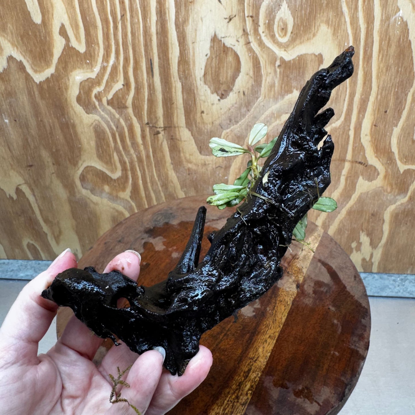 Scapeshop.com.au One Only Bucephalandra on Medium Driftwood - ONE ONLY - Elegant Bucephalandra on Medium Driftwood - ONE ONLY - Scapeshop Australia