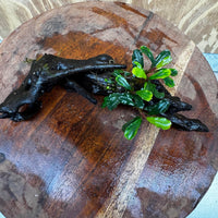 Scapeshop.com.au One Only Bucephalandra on Medium Driftwood - ONE ONLY - Elegant Bucephalandra on Medium Driftwood - ONE ONLY - Scapeshop Australia