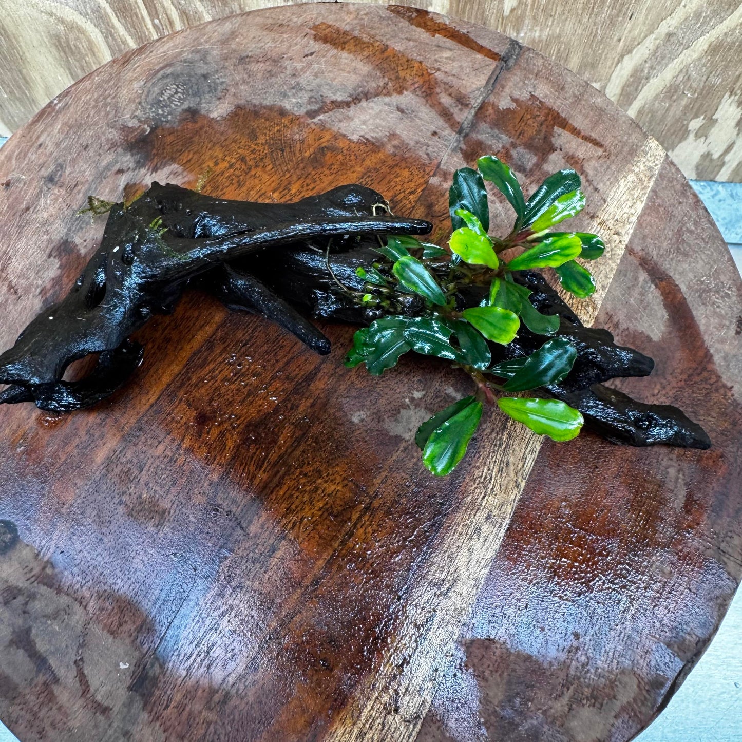 Scapeshop.com.au One Only Bucephalandra on Medium Driftwood - ONE ONLY - Elegant Bucephalandra on Medium Driftwood - ONE ONLY - Scapeshop Australia