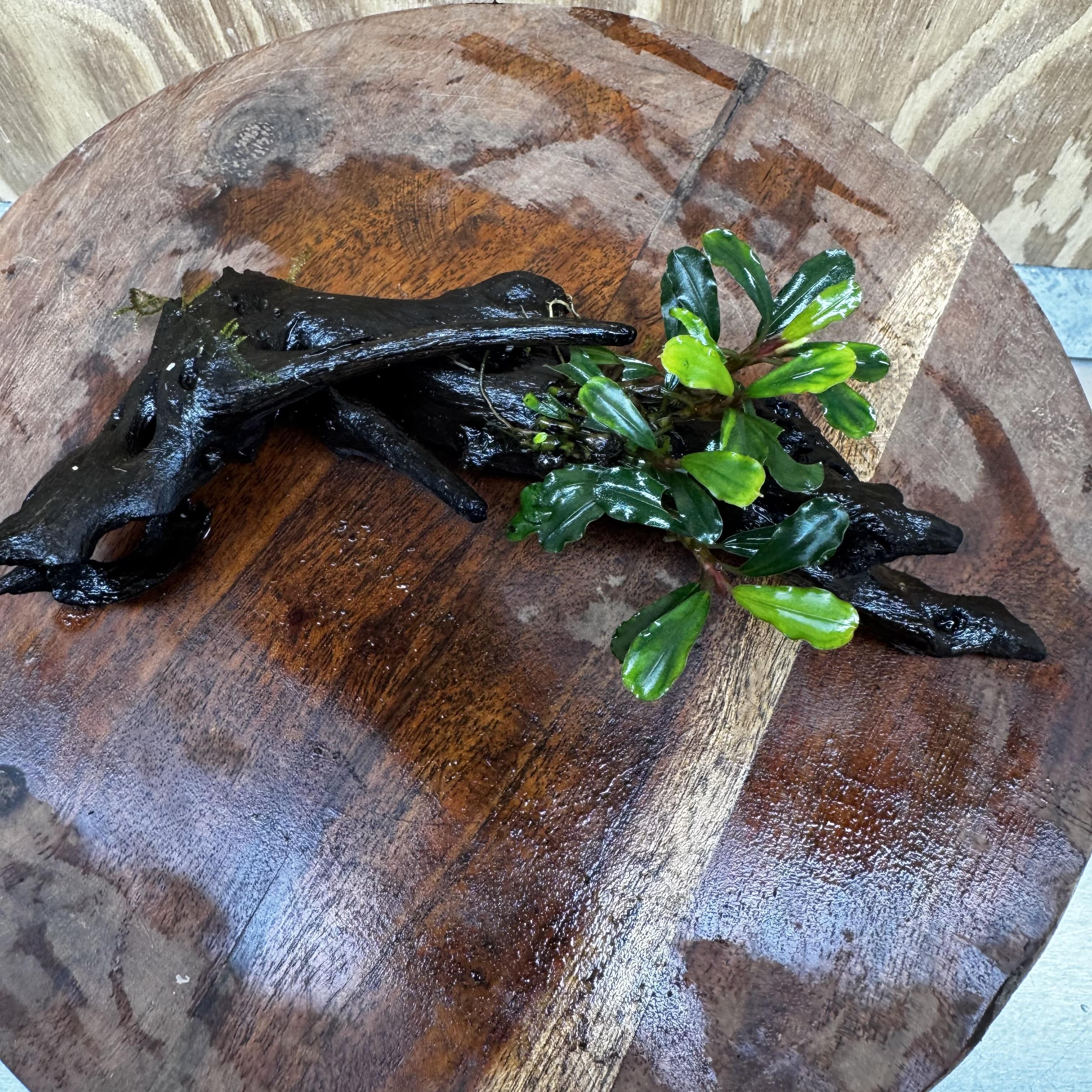Scapeshop.com.au One Only Bucephalandra on Medium Driftwood - ONE ONLY - Elegant Bucephalandra on Medium Driftwood - ONE ONLY - Scapeshop Australia