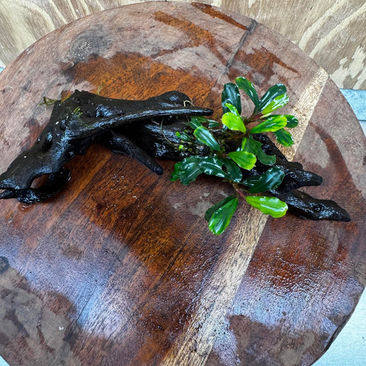 Scapeshop.com.au One Only Bucephalandra on Medium Driftwood - ONE ONLY - Elegant Bucephalandra on Medium Driftwood - ONE ONLY - Scapeshop Australia
