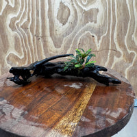 Scapeshop.com.au One Only Bucephalandra on Medium Driftwood - ONE ONLY - Elegant Bucephalandra on Medium Driftwood - ONE ONLY - Scapeshop Australia