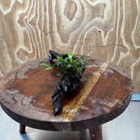 Scapeshop.com.au One Only Bucephalandra on Medium Driftwood - ONE ONLY - Elegant Bucephalandra on Medium Driftwood - ONE ONLY - Scapeshop Australia