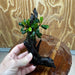 Scapeshop.com.au One Only Bucephalandra on Medium Driftwood - ONE ONLY - Elegant Bucephalandra on Medium Driftwood - ONE ONLY - Scapeshop Australia