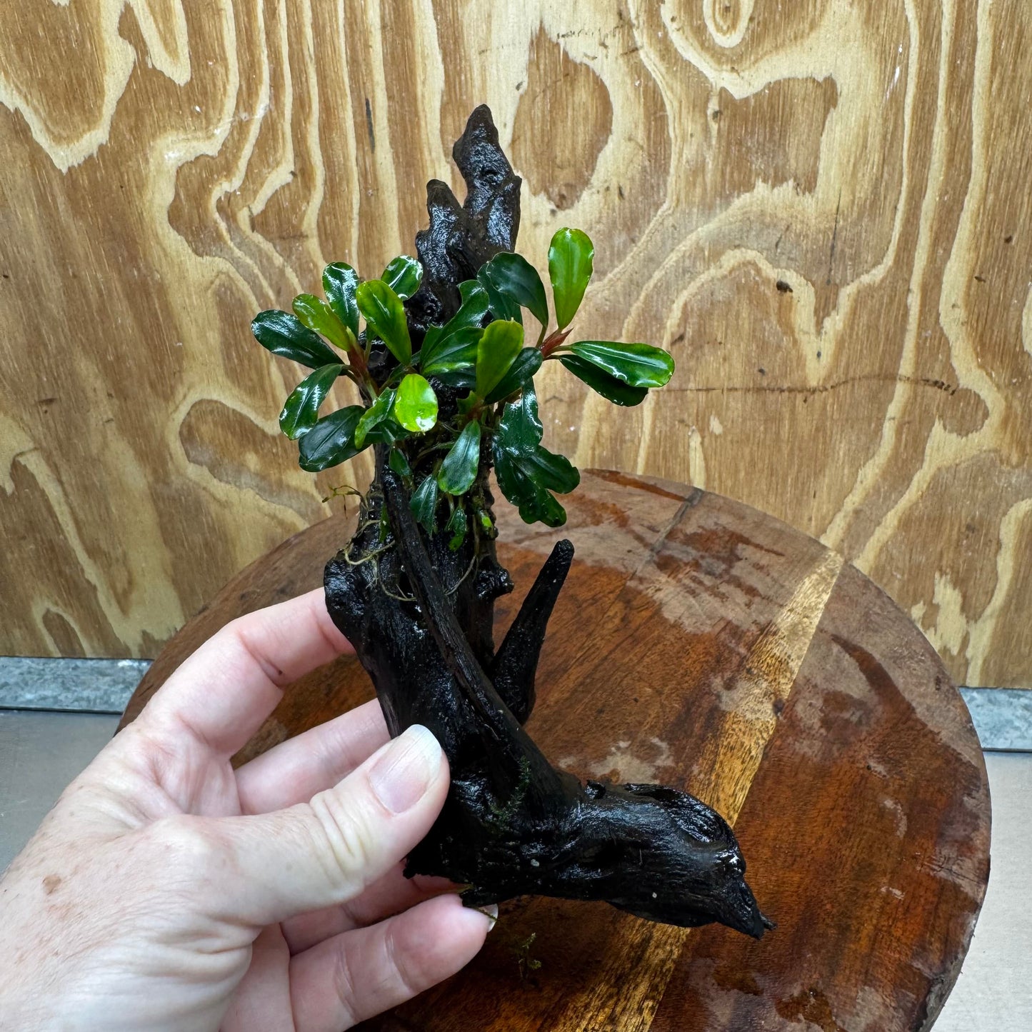 Scapeshop.com.au One Only Bucephalandra on Medium Driftwood - ONE ONLY - Elegant Bucephalandra on Medium Driftwood - ONE ONLY - Scapeshop Australia