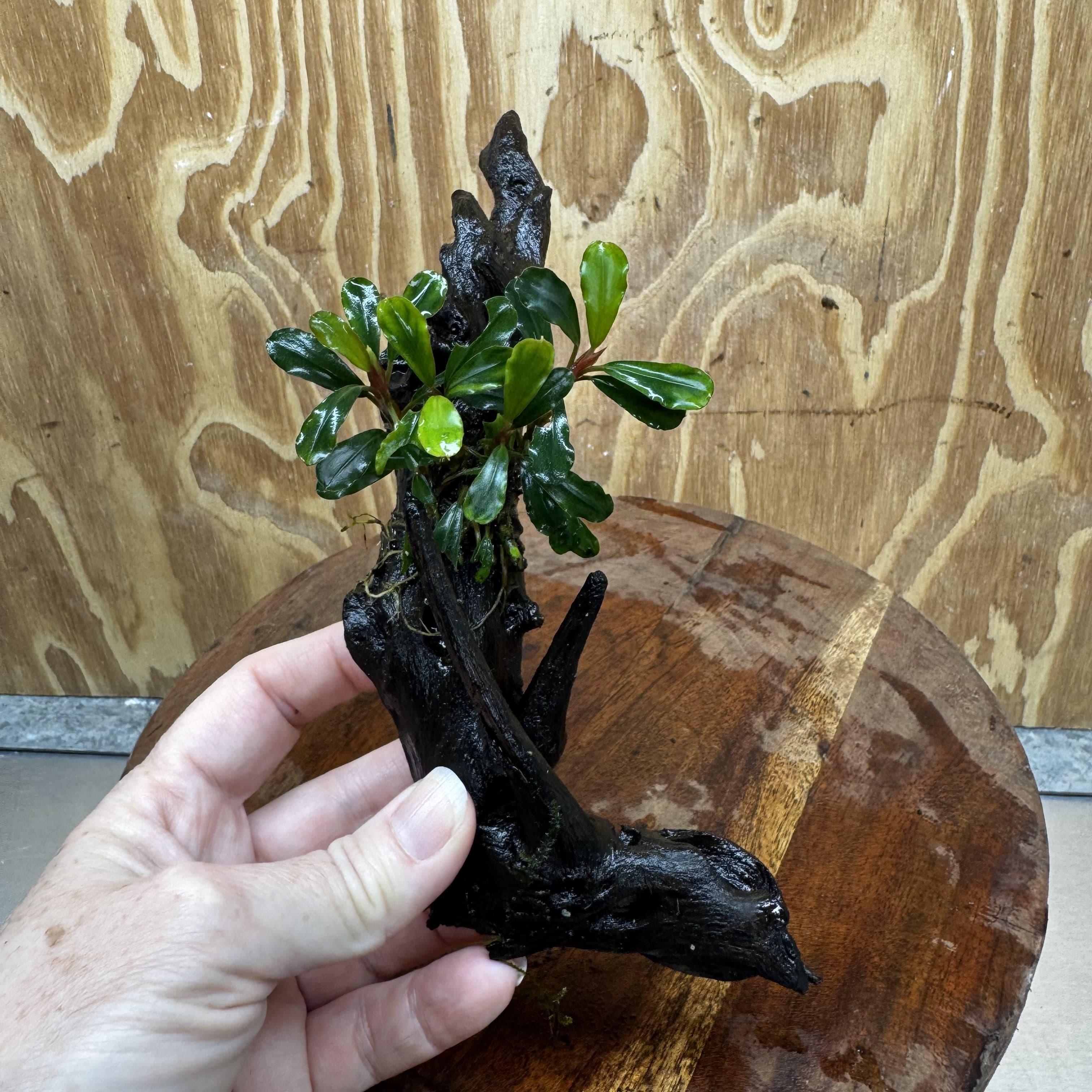Scapeshop.com.au One Only Bucephalandra on Medium Driftwood - ONE ONLY - Elegant Bucephalandra on Medium Driftwood - ONE ONLY - Scapeshop Australia