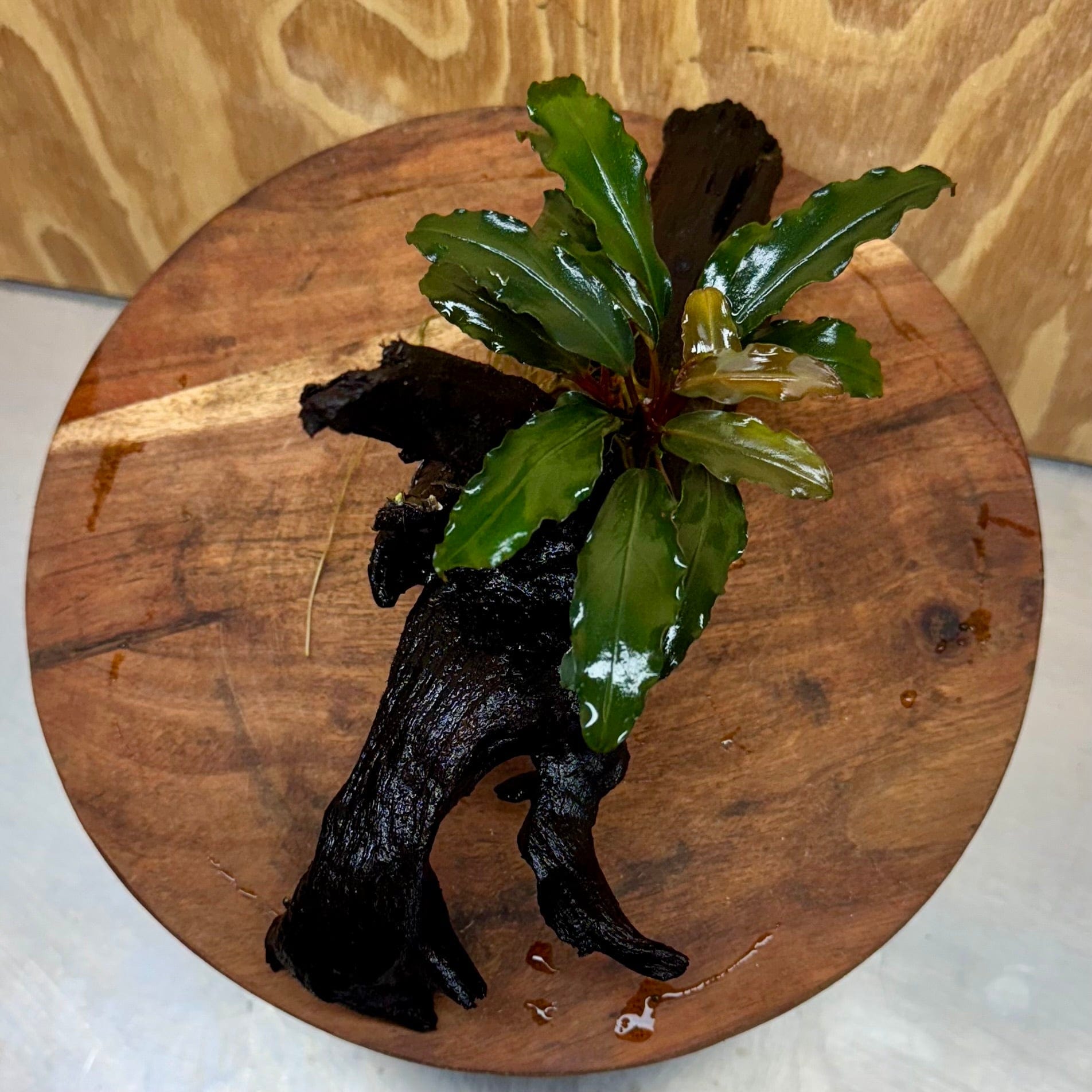 Scapeshop.com.au One Only Bucephalandra on Medium Driftwood - ONE ONLY - Elegant Bucephalandra on Medium Driftwood - ONE ONLY - Scapeshop Australia