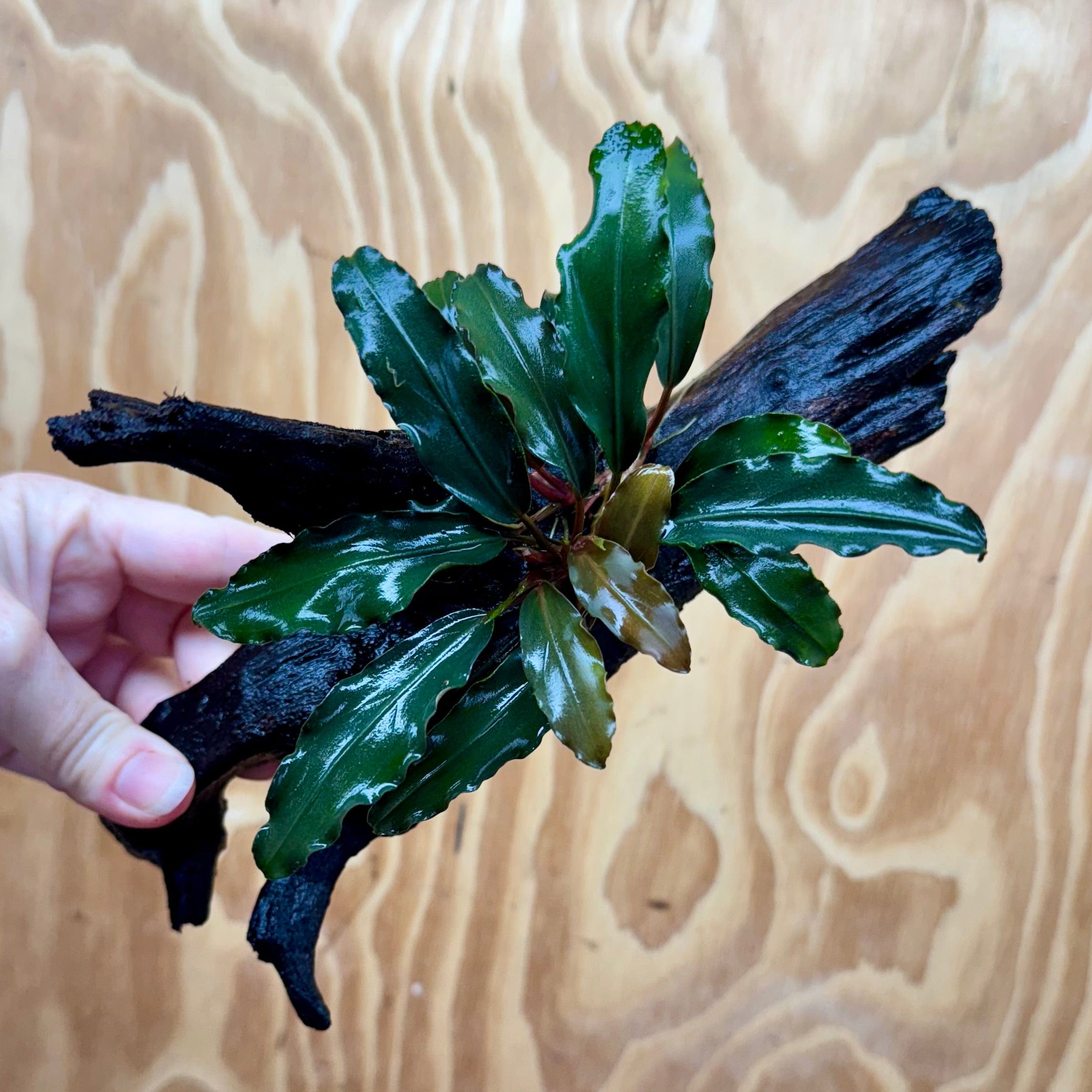 Scapeshop.com.au One Only Bucephalandra on Medium Driftwood - ONE ONLY - Elegant Bucephalandra on Medium Driftwood - ONE ONLY - Scapeshop Australia