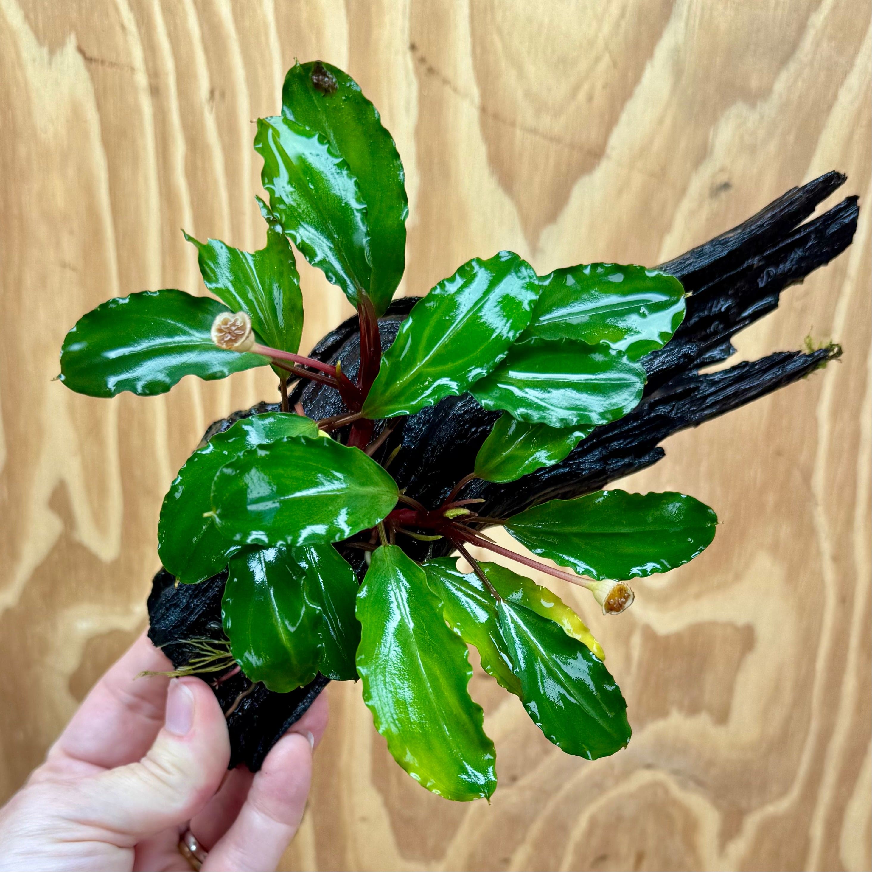 Scapeshop.com.au One Only Bucephalandra on Medium Driftwood - ONE ONLY - Joyfull Bucephalandra on Medium Driftwood - ONE ONLY - Scapeshop Australia
