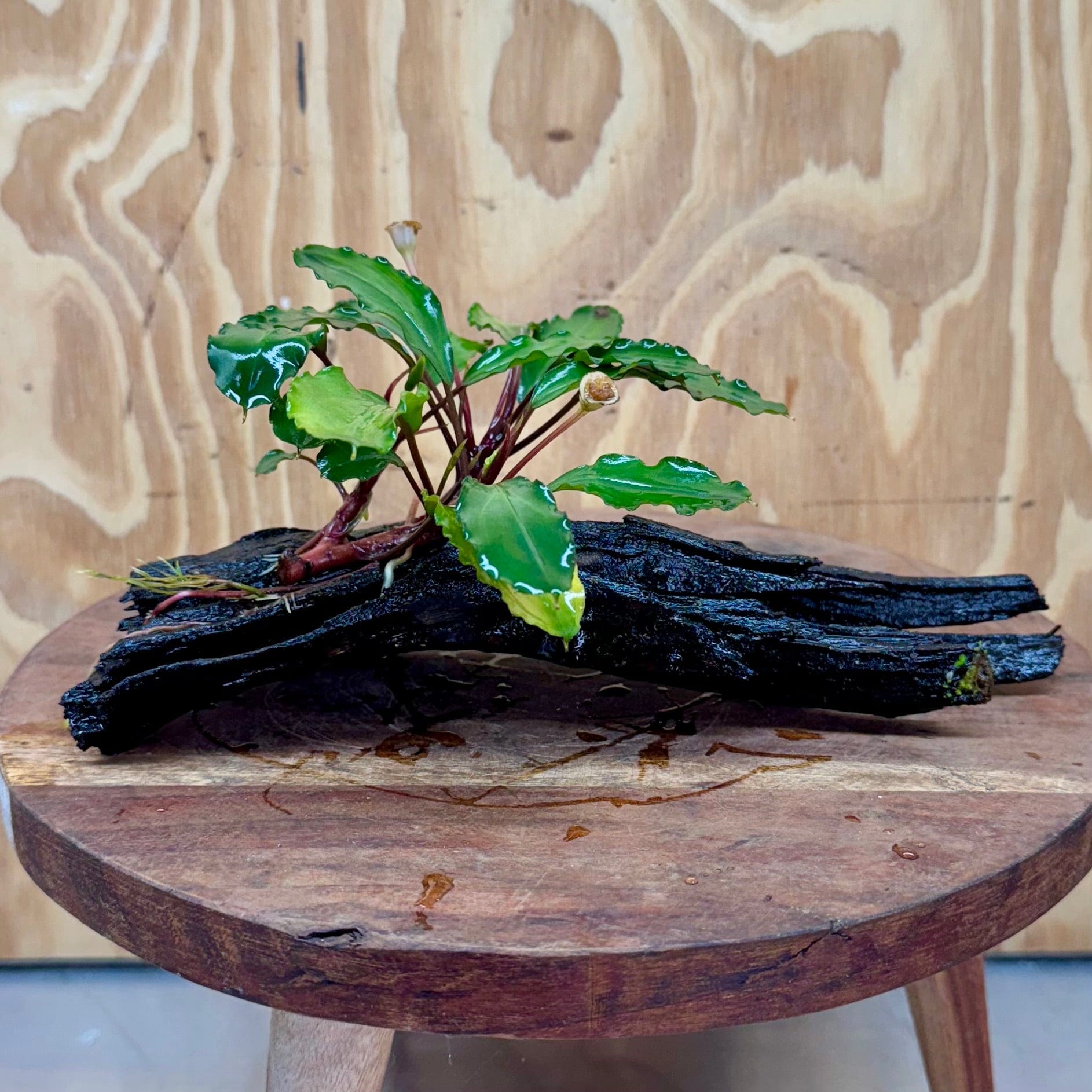 Scapeshop.com.au One Only Bucephalandra on Medium Driftwood - ONE ONLY - Joyfull Bucephalandra on Medium Driftwood - ONE ONLY - Scapeshop Australia