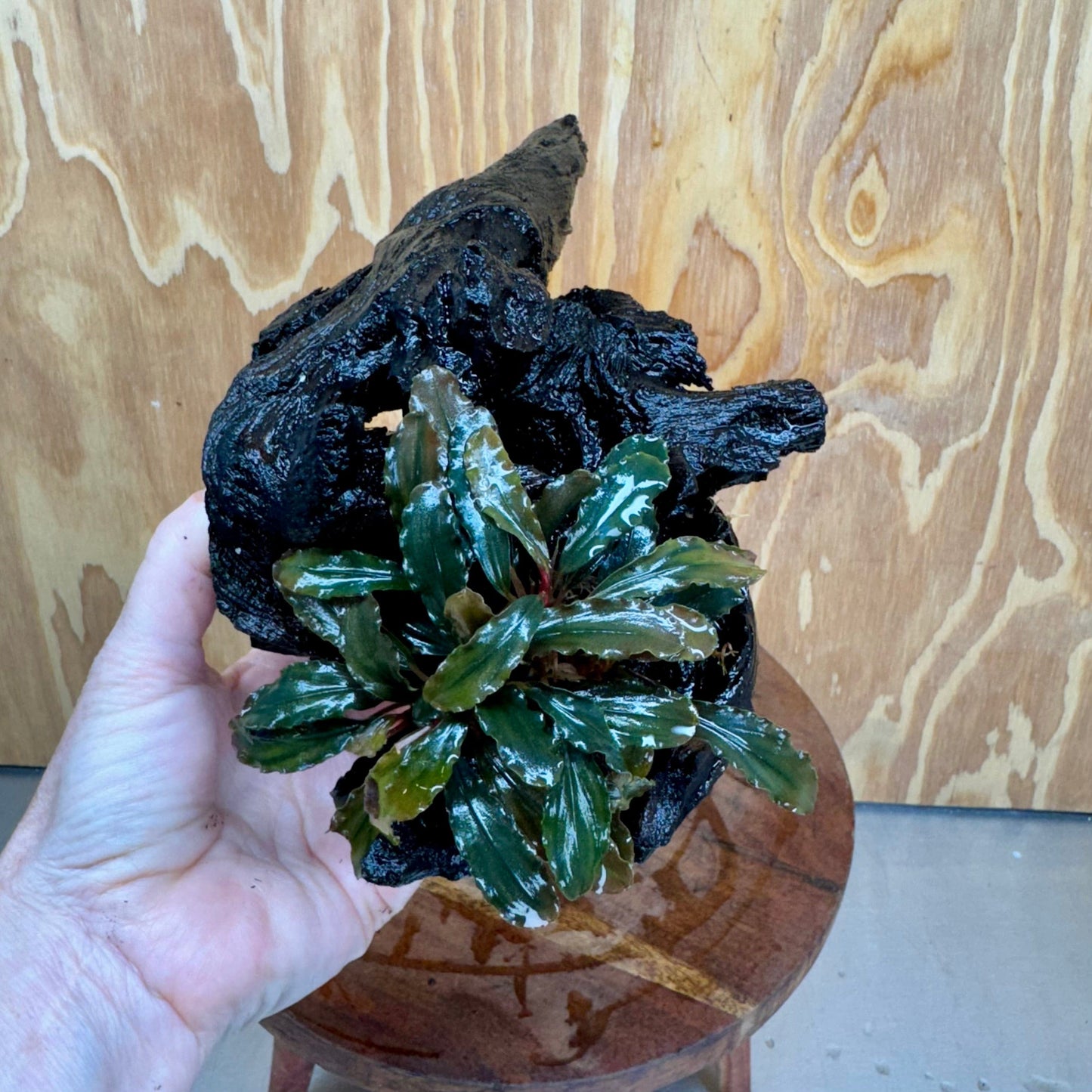 Scapeshop.com.au One Only Bucephalandra on Medium Driftwood - ONE ONLY - Joyfull Bucephalandra on Medium Driftwood - ONE ONLY - Scapeshop Australia