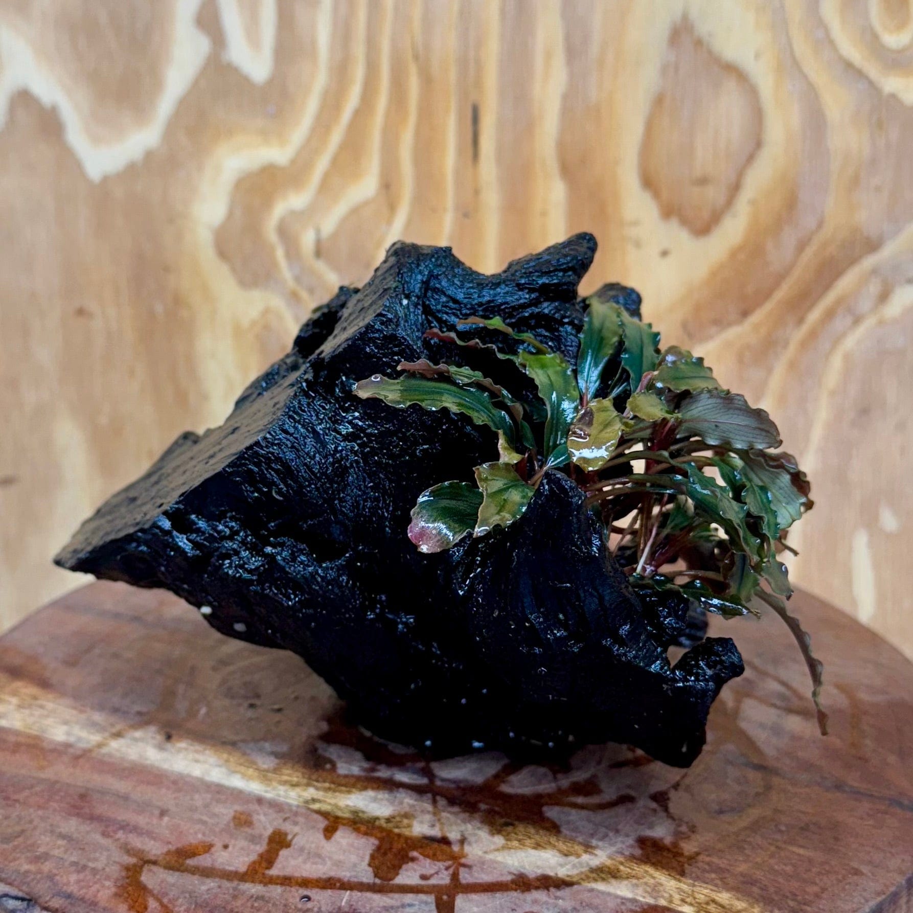 Scapeshop.com.au One Only Bucephalandra on Medium Driftwood - ONE ONLY - Joyfull Bucephalandra on Medium Driftwood - ONE ONLY - Scapeshop Australia
