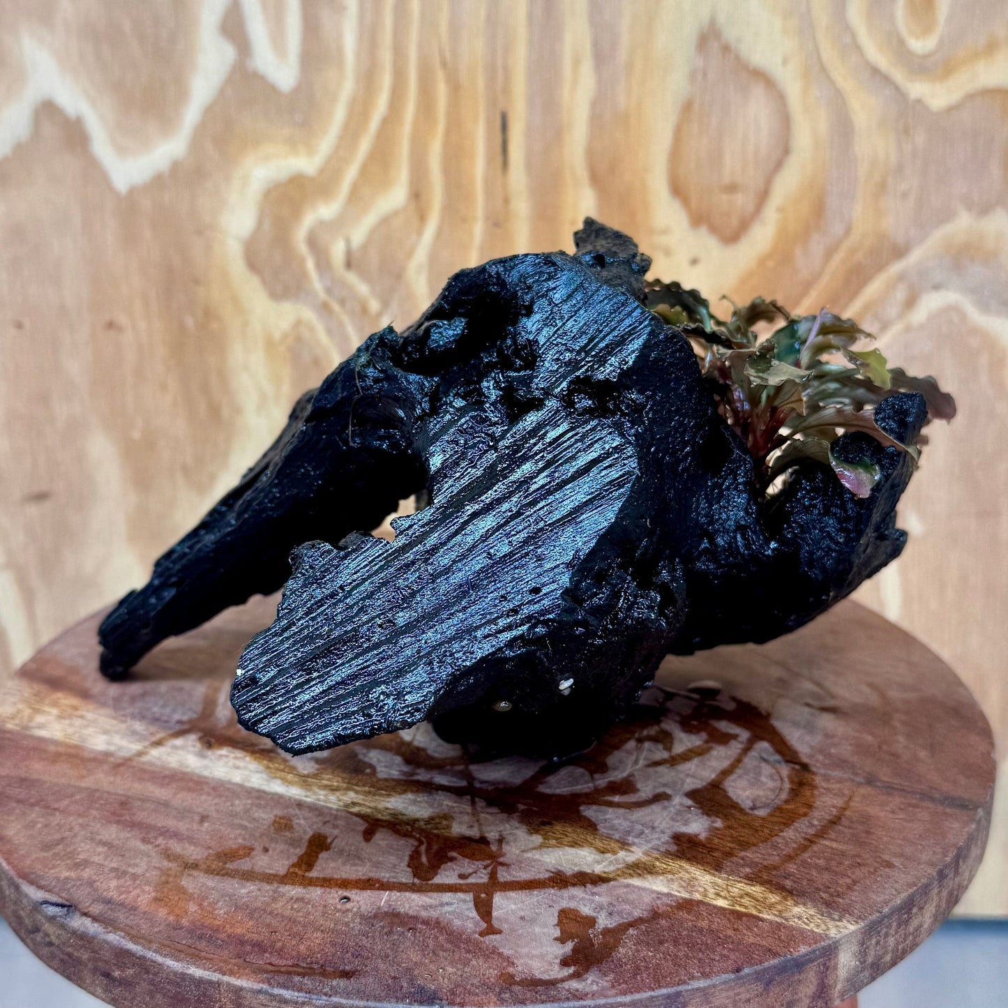 Scapeshop.com.au One Only Bucephalandra on Medium Driftwood - ONE ONLY - Joyfull Bucephalandra on Medium Driftwood - ONE ONLY - Scapeshop Australia