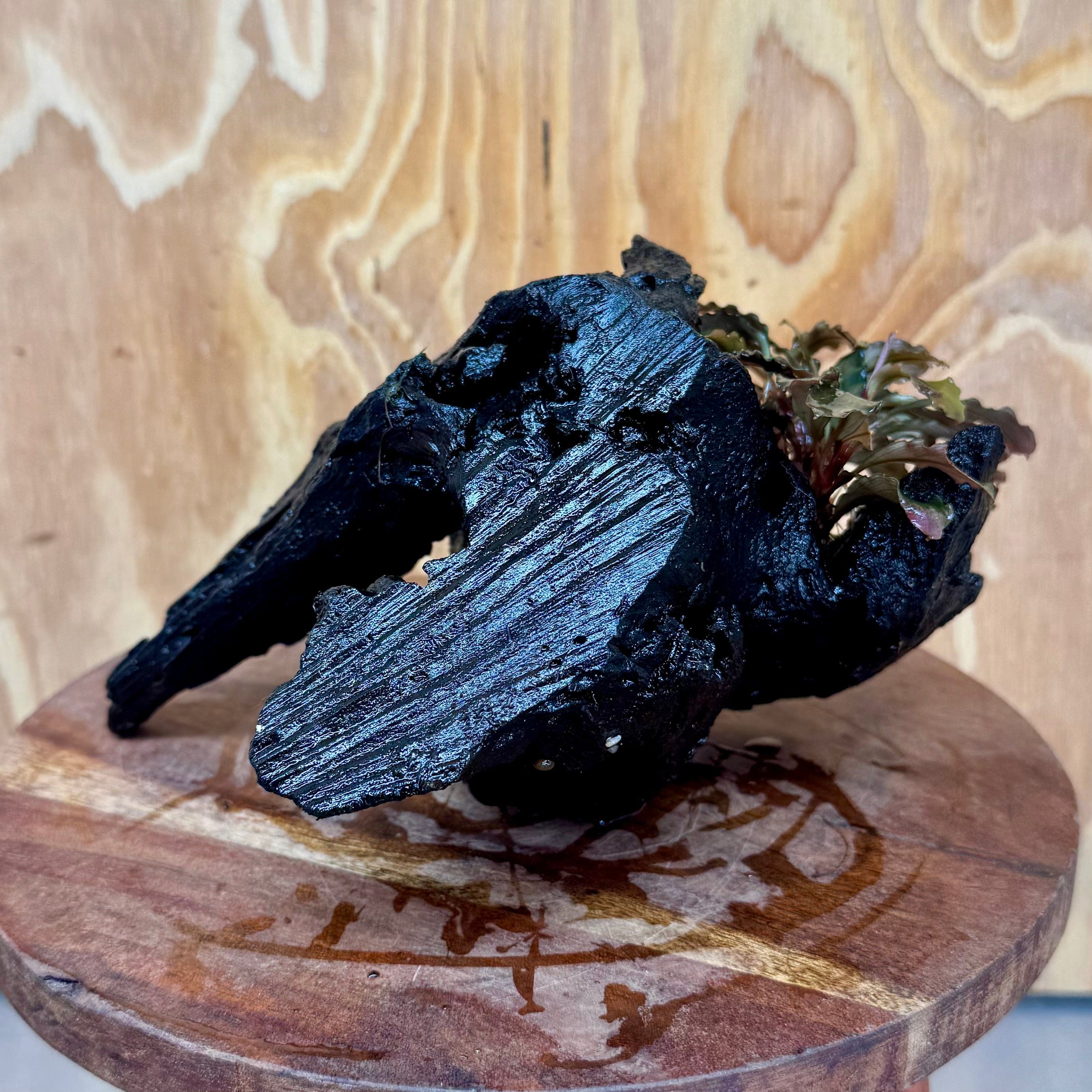 Scapeshop.com.au One Only Bucephalandra on Medium Driftwood - ONE ONLY - Joyfull Bucephalandra on Medium Driftwood - ONE ONLY - Scapeshop Australia