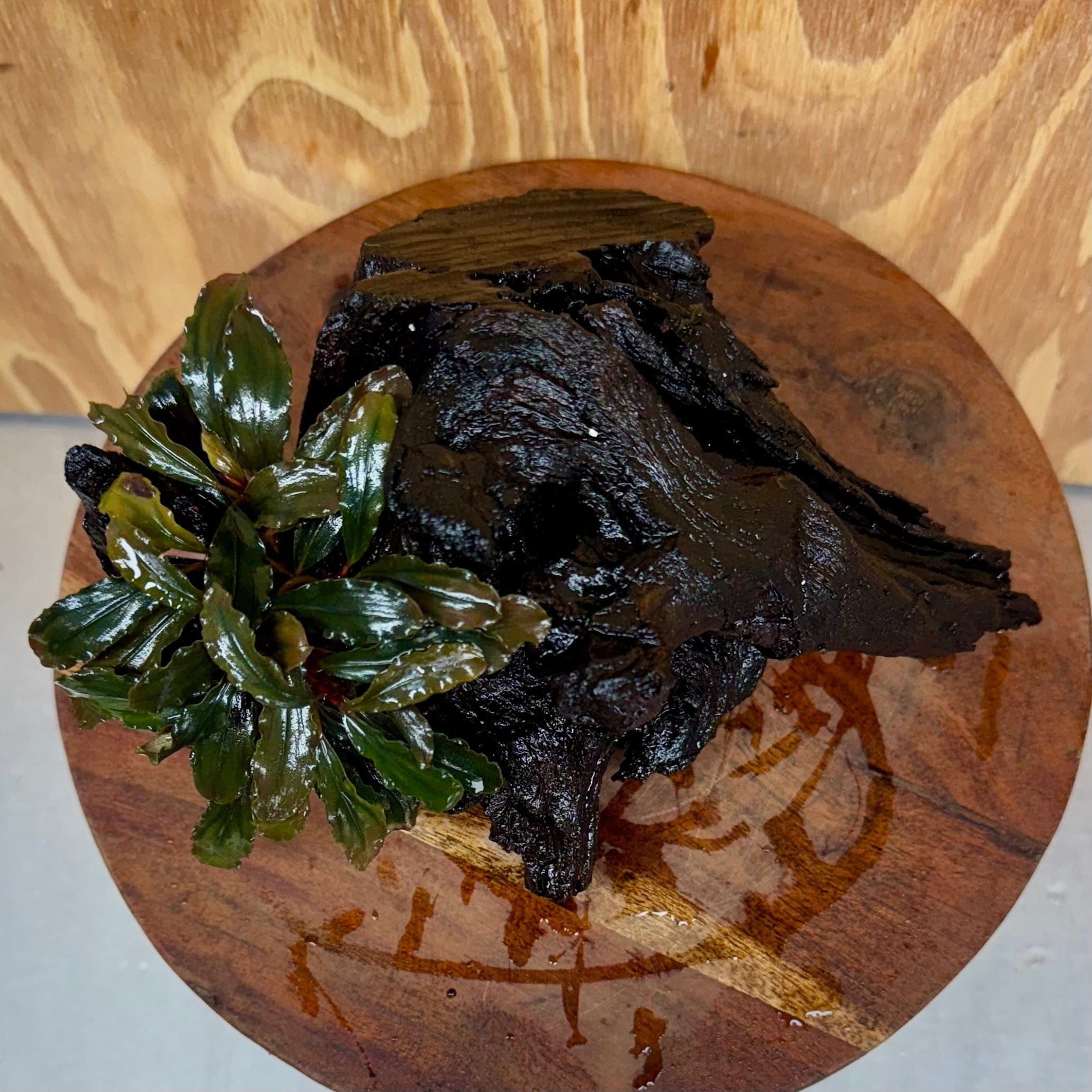 Scapeshop.com.au One Only Bucephalandra on Medium Driftwood - ONE ONLY - Joyfull Bucephalandra on Medium Driftwood - ONE ONLY - Scapeshop Australia