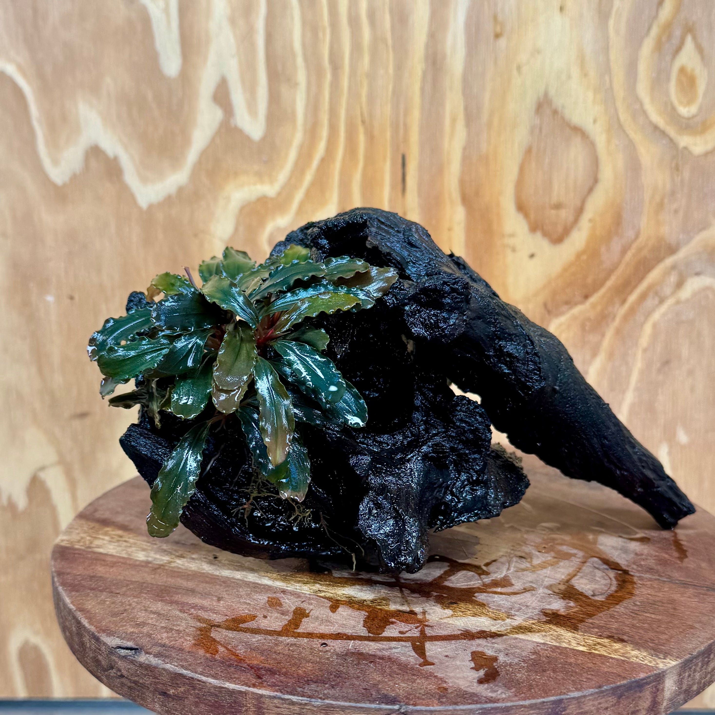 Scapeshop.com.au One Only Bucephalandra on Medium Driftwood - ONE ONLY - Joyfull Bucephalandra on Medium Driftwood - ONE ONLY - Scapeshop Australia