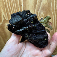 Scapeshop.com.au One Only Bucephalandra on Medium Driftwood - ONE ONLY - Joyfull Bucephalandra on Medium Driftwood - ONE ONLY - Scapeshop Australia