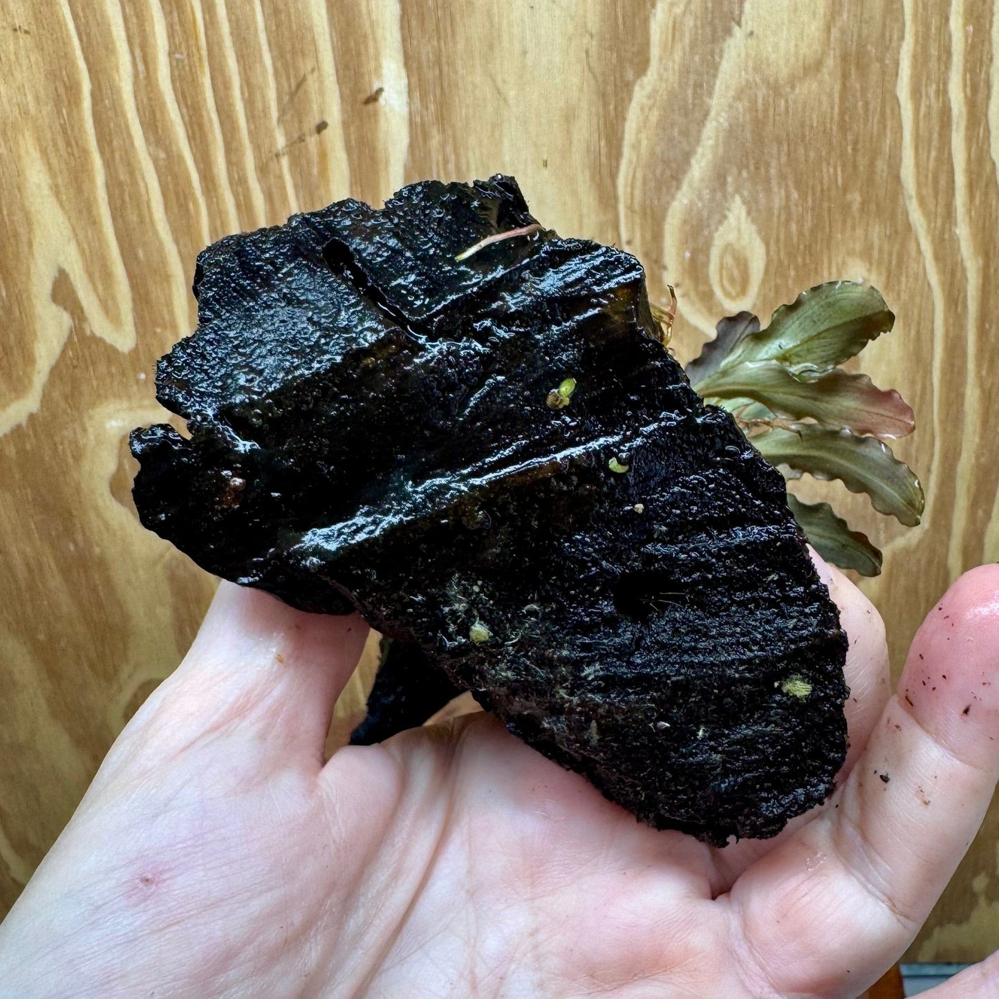 Scapeshop.com.au One Only Bucephalandra on Medium Driftwood - ONE ONLY - Joyfull Bucephalandra on Medium Driftwood - ONE ONLY - Scapeshop Australia