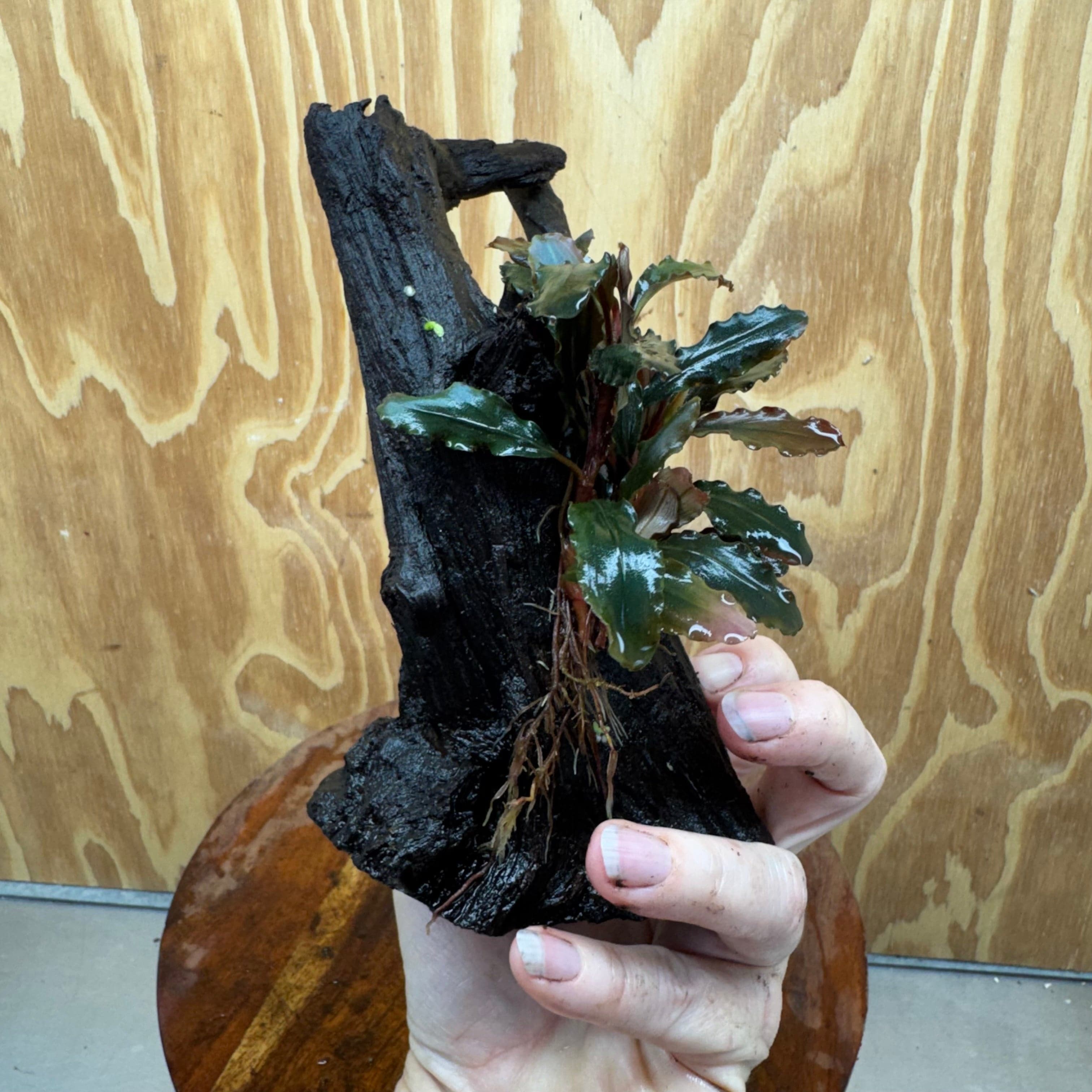 Scapeshop.com.au One Only Bucephalandra on Medium Driftwood - ONE ONLY - Joyfull Bucephalandra on Medium Driftwood - ONE ONLY - Scapeshop Australia