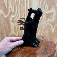 Scapeshop.com.au One Only Bucephalandra on Medium Driftwood - ONE ONLY - Joyfull Bucephalandra on Medium Driftwood - ONE ONLY - Scapeshop Australia