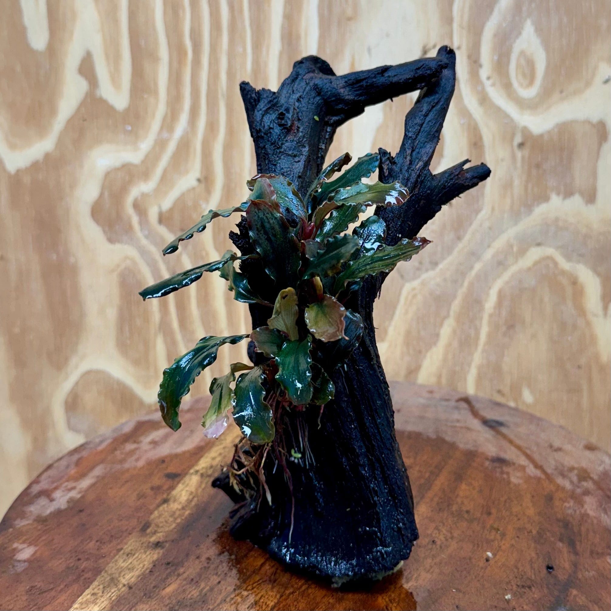 Scapeshop.com.au One Only Bucephalandra on Medium Driftwood - ONE ONLY - Joyfull Bucephalandra on Medium Driftwood - ONE ONLY - Scapeshop Australia