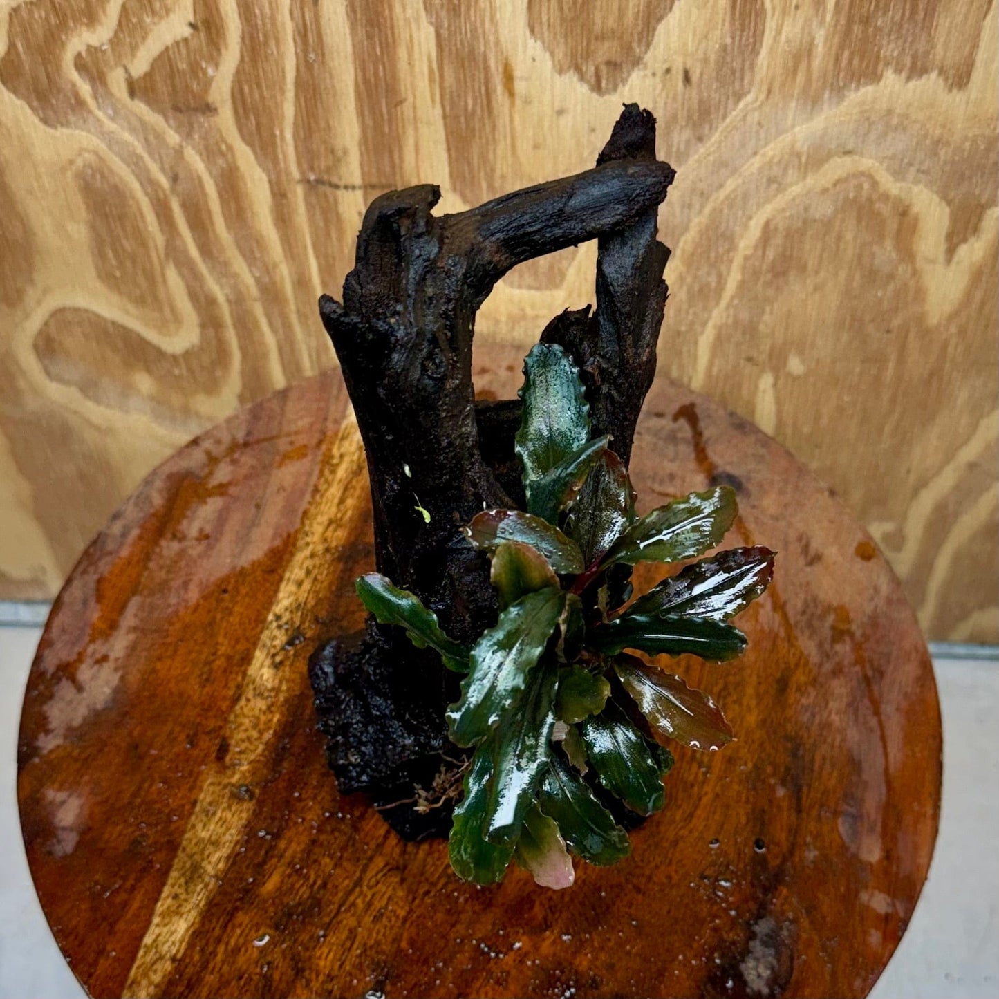 Scapeshop.com.au One Only Bucephalandra on Medium Driftwood - ONE ONLY - Joyfull Bucephalandra on Medium Driftwood - ONE ONLY - Scapeshop Australia