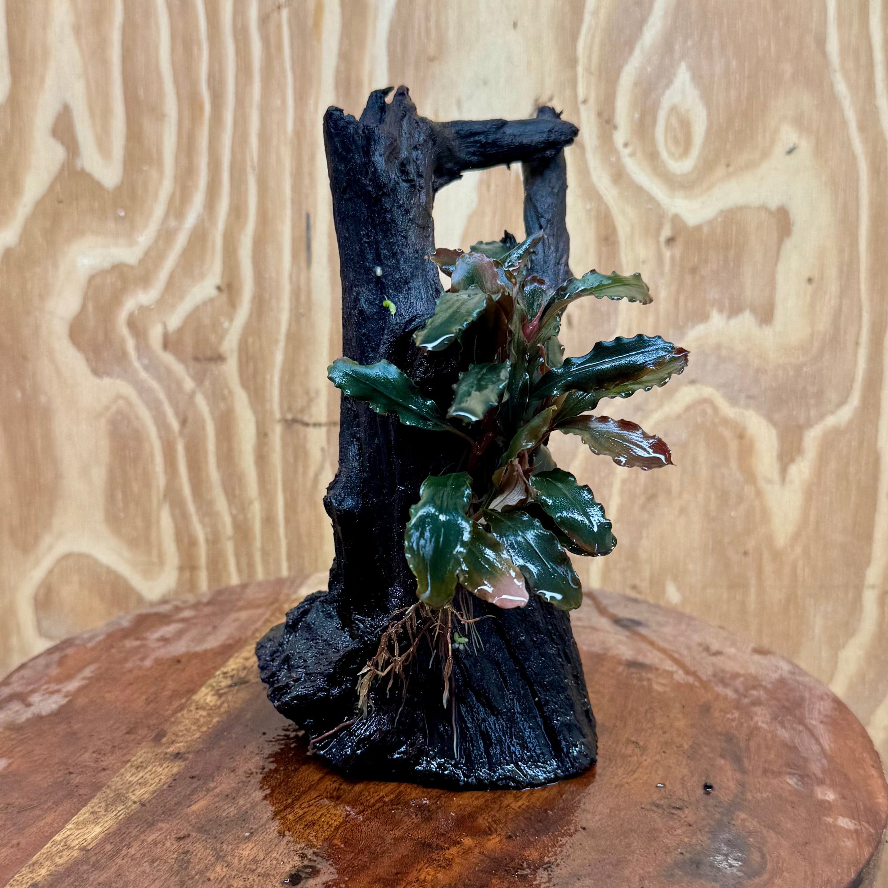 Scapeshop.com.au One Only Bucephalandra on Medium Driftwood - ONE ONLY - Joyfull Bucephalandra on Medium Driftwood - ONE ONLY - Scapeshop Australia