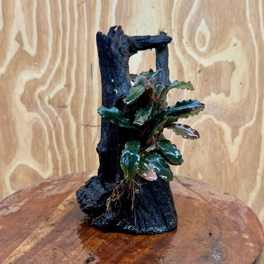 Scapeshop.com.au One Only Bucephalandra on Medium Driftwood - ONE ONLY - Joyfull Bucephalandra on Medium Driftwood - ONE ONLY - Scapeshop Australia