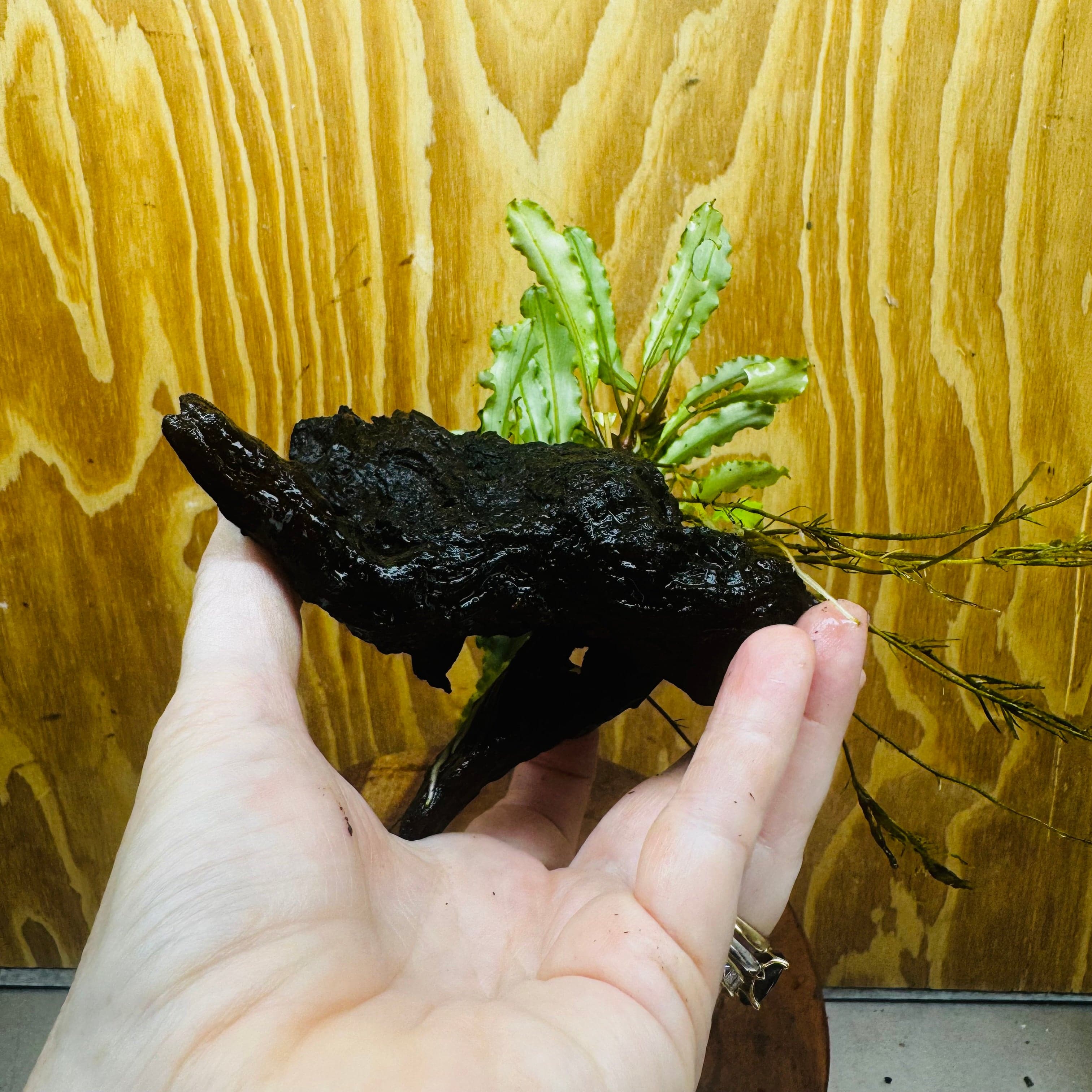 Scapeshop.com.au One Only Bucephalandra on Medium Driftwood - ONE ONLY - Joyfull Bucephalandra on Medium Driftwood - ONE ONLY - Scapeshop Australia