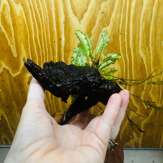 Scapeshop.com.au One Only Bucephalandra on Medium Driftwood - ONE ONLY - Joyfull Bucephalandra on Medium Driftwood - ONE ONLY - Scapeshop Australia