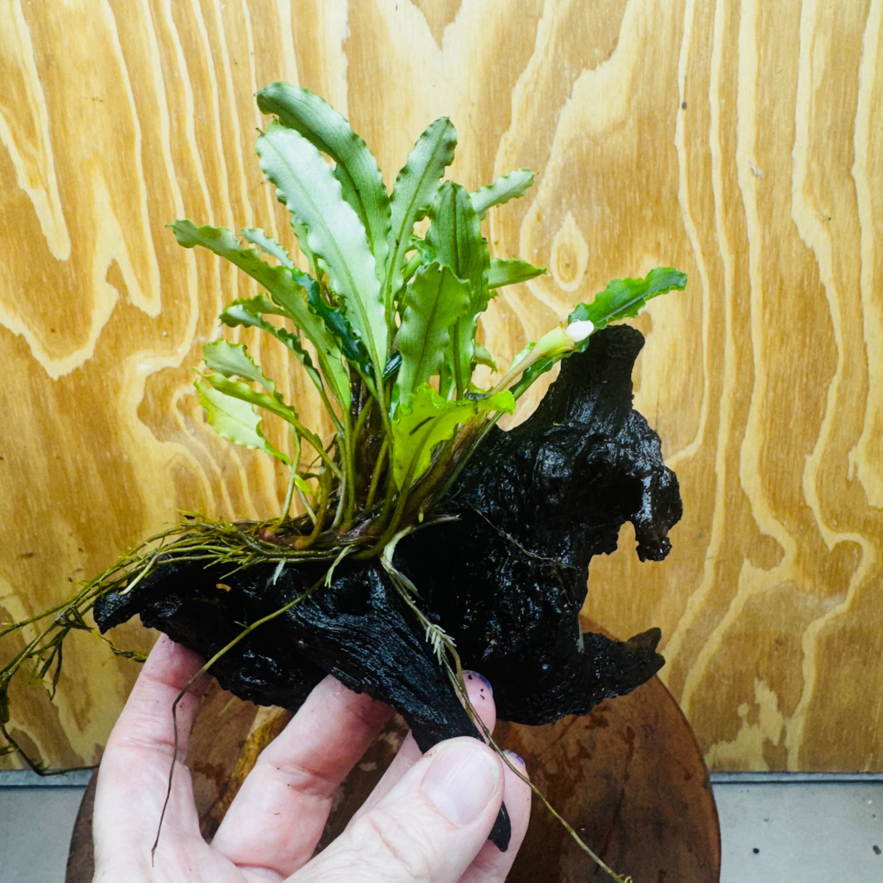 Scapeshop.com.au One Only Bucephalandra on Medium Driftwood - ONE ONLY - Joyfull Bucephalandra on Medium Driftwood - ONE ONLY - Scapeshop Australia