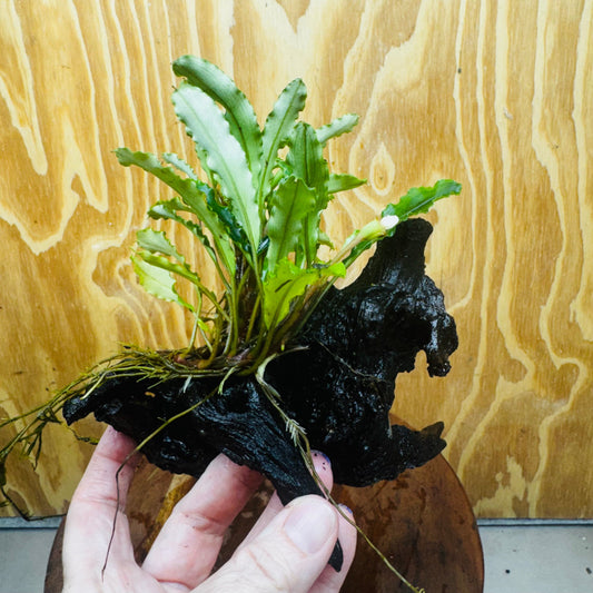 Scapeshop.com.au One Only Bucephalandra on Medium Driftwood - ONE ONLY - Joyfull Bucephalandra on Medium Driftwood - ONE ONLY - Scapeshop Australia