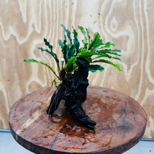 Scapeshop.com.au One Only Bucephalandra on Medium Driftwood - ONE ONLY - Joyfull Bucephalandra on Medium Driftwood - ONE ONLY - Scapeshop Australia