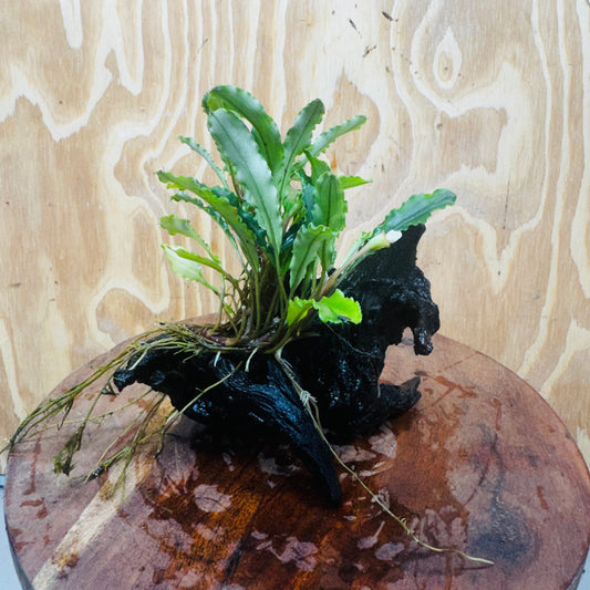 Scapeshop.com.au One Only Bucephalandra on Medium Driftwood - ONE ONLY - Joyfull Bucephalandra on Medium Driftwood - ONE ONLY - Scapeshop Australia