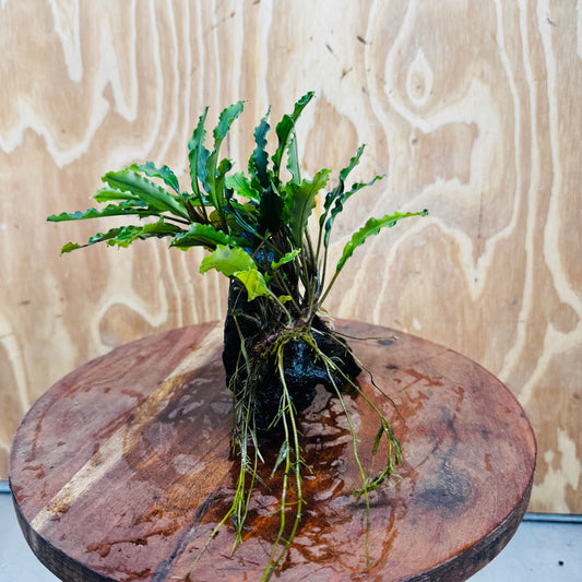 Scapeshop.com.au One Only Bucephalandra on Medium Driftwood - ONE ONLY - Joyfull Bucephalandra on Medium Driftwood - ONE ONLY - Scapeshop Australia