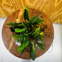 Scapeshop.com.au One Only Bucephalandra on Medium Driftwood - ONE ONLY - Joyfull Bucephalandra on Medium Driftwood - ONE ONLY - Scapeshop Australia