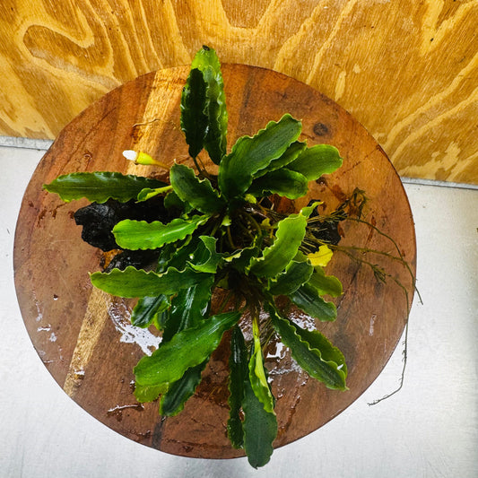 Scapeshop.com.au One Only Bucephalandra on Medium Driftwood - ONE ONLY - Joyfull Bucephalandra on Medium Driftwood - ONE ONLY - Scapeshop Australia