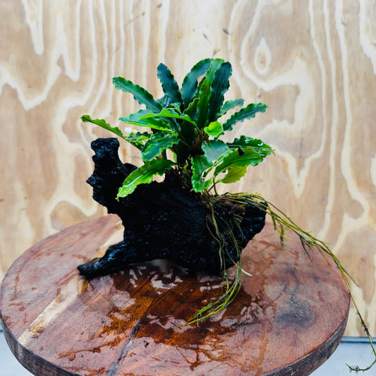 Scapeshop.com.au One Only Bucephalandra on Medium Driftwood - ONE ONLY - Joyfull Bucephalandra on Medium Driftwood - ONE ONLY - Scapeshop Australia