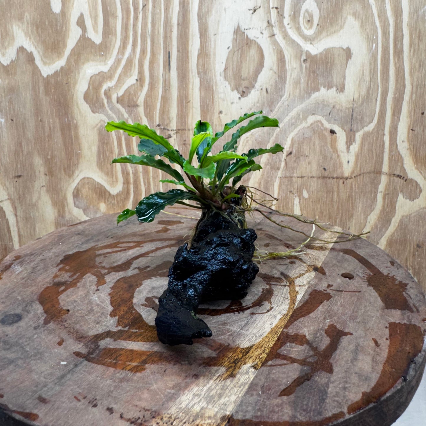 Scapeshop.com.au One Only Bucephalandra on Medium Driftwood - ONE ONLY - Joyfull Bucephalandra on Medium Driftwood - ONE ONLY - Scapeshop Australia
