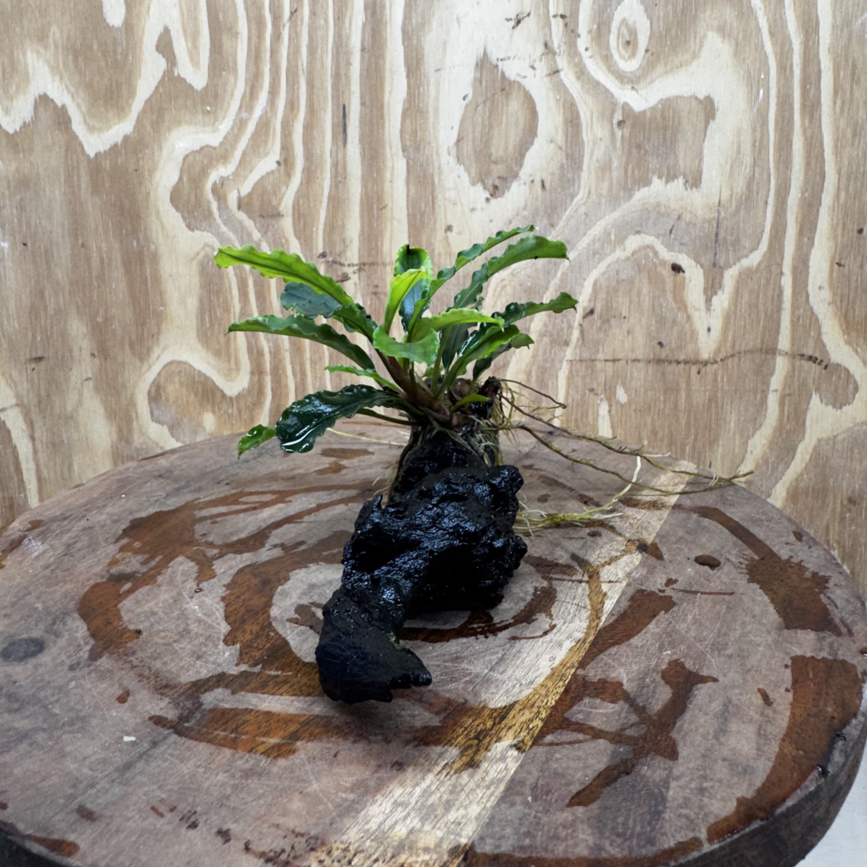 Scapeshop.com.au One Only Bucephalandra on Medium Driftwood - ONE ONLY - Joyfull Bucephalandra on Medium Driftwood - ONE ONLY - Scapeshop Australia