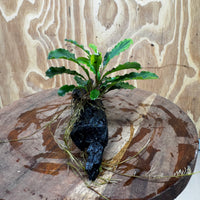 Scapeshop.com.au One Only Bucephalandra on Medium Driftwood - ONE ONLY - Joyfull Bucephalandra on Medium Driftwood - ONE ONLY - Scapeshop Australia