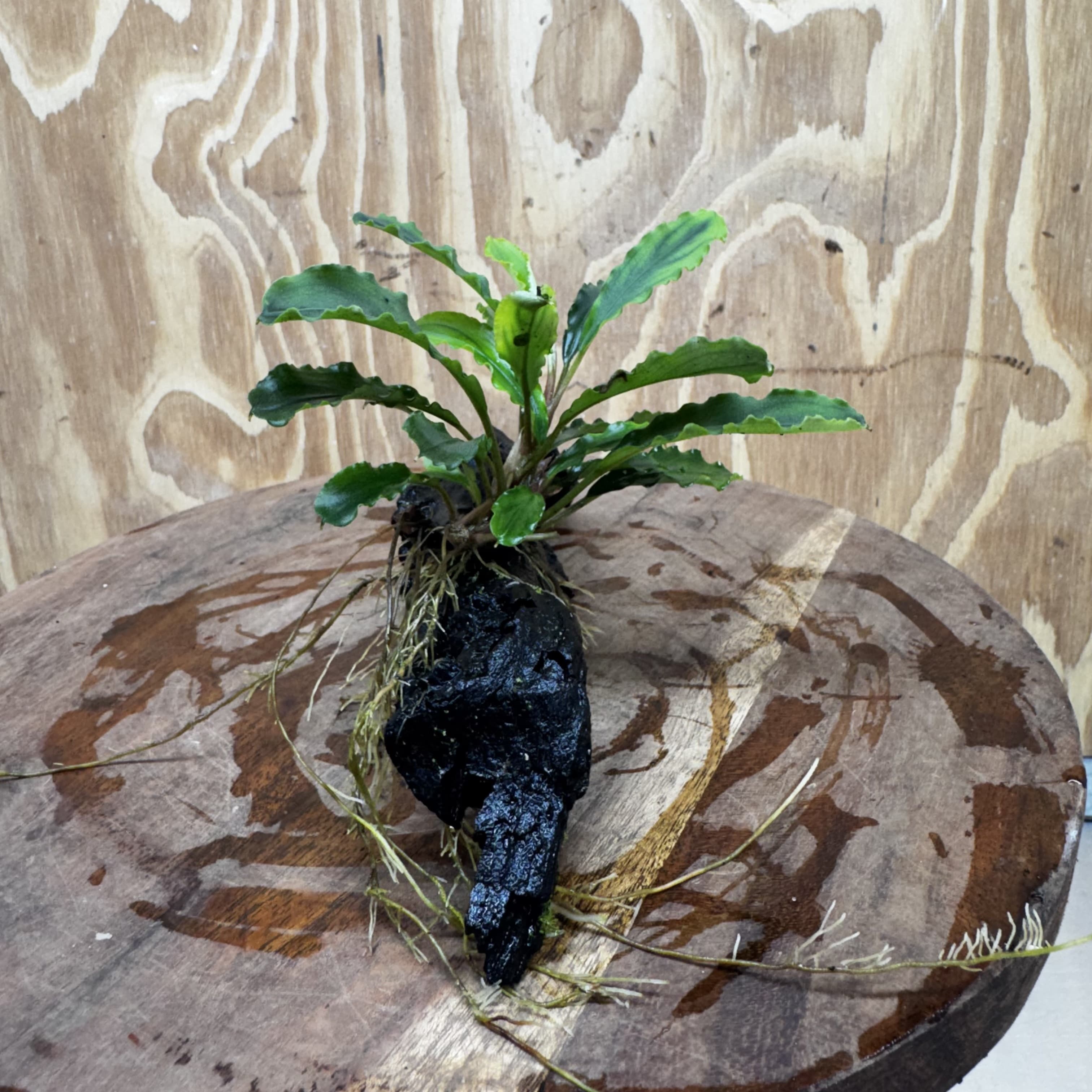 Scapeshop.com.au One Only Bucephalandra on Medium Driftwood - ONE ONLY - Joyfull Bucephalandra on Medium Driftwood - ONE ONLY - Scapeshop Australia